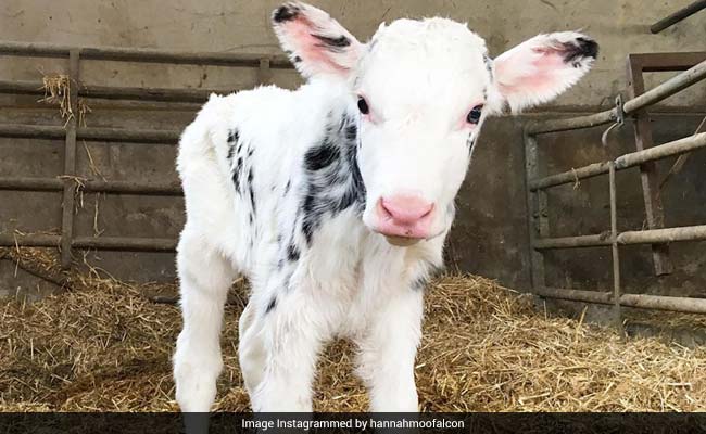 Father Asked To Marry Off 5-Year-Old Daughter To Atone 'Sin' Of Killing Calf