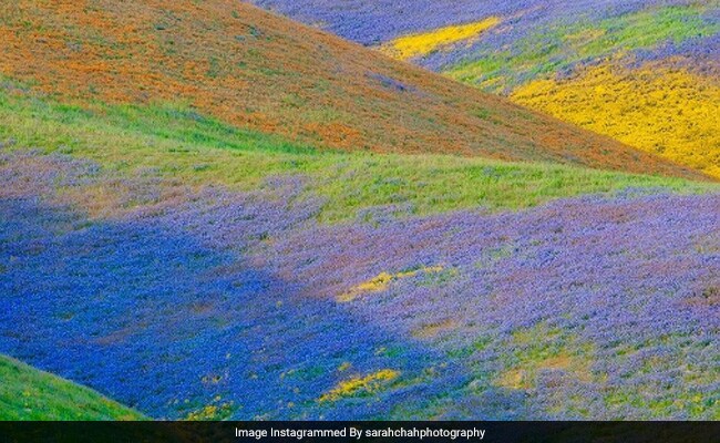 California's 'Super Bloom' Of Flowers Is So Big It Can Be Seen From Space