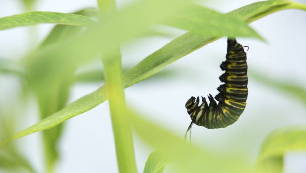 These Polythene-Eating Caterpillars May Help Curb Plastic Pollution