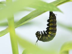 These Polythene-Eating Caterpillars May Help Curb Plastic Pollution