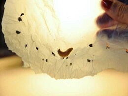 British Organisation Calls For Insect Eating In Hunger-Stricken African Countries British Organisation Calls For Insect Eating In Hunger-Stricken African Countries