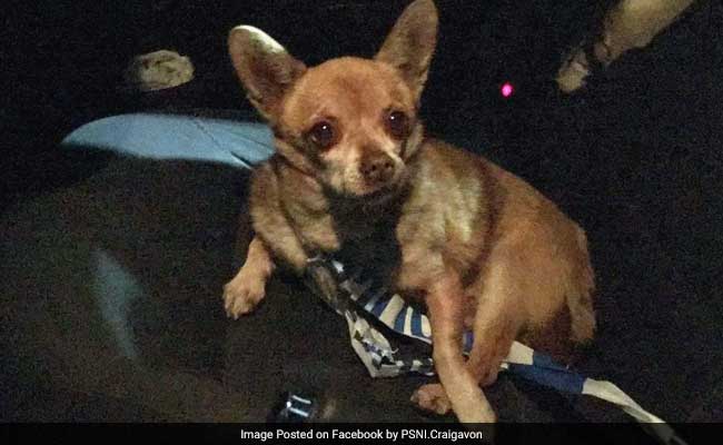 Dog With 'Anger Issues' Arrested For Jaywalking And Assault