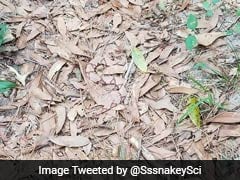 Can You Spot The Snake In This Picture? It's Hiding In Plain Sight
