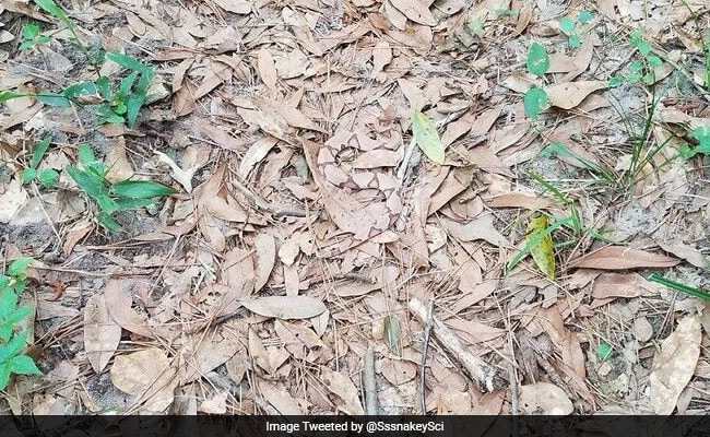 Can You Spot The Snake In This Picture? It's Hiding In Plain Sight