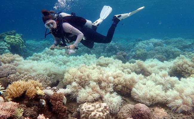 Great Barrier Reef Damage Could Cost Australia A Million Tourists