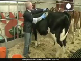 यहां के गाय के पेट में बना दिया जाता है बड़ा छेद, वजह जानकर घबराएंगे नहीं यहां के गाय के पेट में बना दिया जाता है बड़ा छेद, वजह जानकर घबराएंगे नहीं