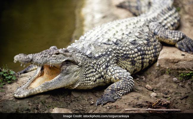 9-Foot Crocodile Strikes Panic In UP's Agra Village