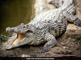 Man Wakes Up To Unusual Guest Sleeping In His House: A 12-Foot Crocodile Man Wakes Up To Unusual Guest Sleeping In His House: A 12-Foot Crocodile