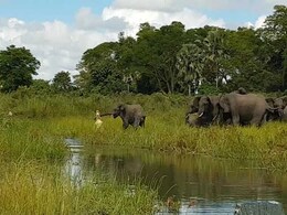 जब नन्हें हाथी की सूंड मगरमच्छ ने अपने जबड़े में जकड़ ली, फिर क्या हुआ ? देखें यह वीडियो- जब नन्हें हाथी की सूंड मगरमच्छ ने अपने जबड़े में जकड़ ली, फिर क्या हुआ ? देखें यह वीडियो-