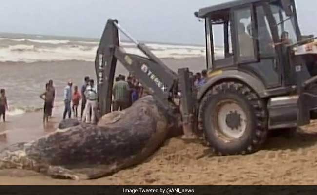 dead whale