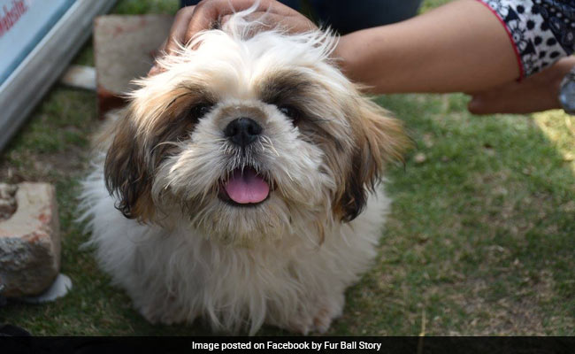 Delhi, Rejoice! This Startup Brings Dogs To Your Doorstep