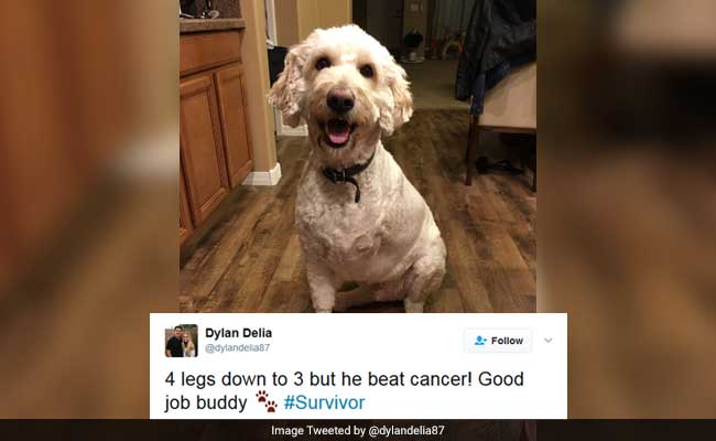 Three-Legged Dog Beats Cancer And Dogs Of Twitter Celebrate With Him