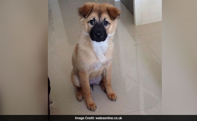 All He Wanted Was A Simple Trim. Tragic Before-And-After For Dog In China