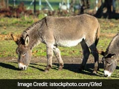 Pakistan's Planned New Export To China: Donkeys