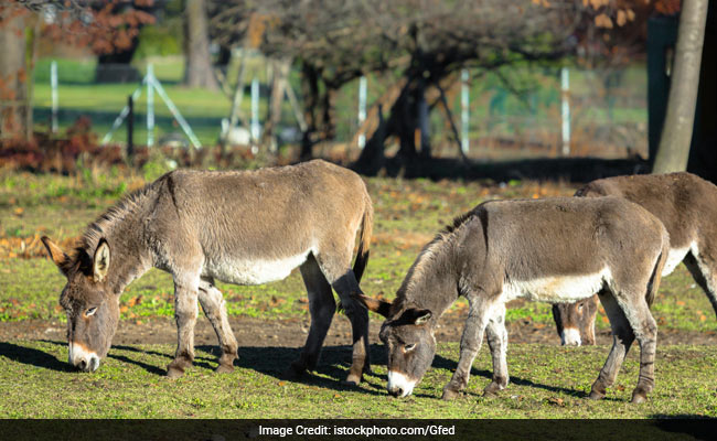 Pakistan's Planned New Export To China: Donkeys