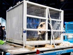 Dutch Panda Mania As Giant Bears Arrive From China