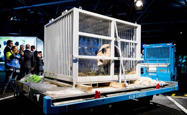 Dutch Panda Mania As Giant Bears Arrive From China