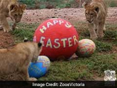 Zoo Organises Easter Celebrations For Animals, Video Will Make Your Day