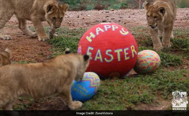 Zoo Organises Easter Celebrations For Animals, Video Will Make Your Day