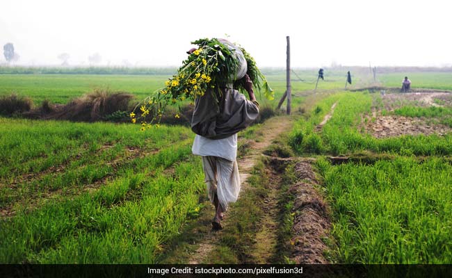 Government Hikes Paddy MSP By 3% To Rs 2,369 Per Quintal For 2025-26