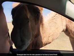 वायरल वीडियो : जब कार में घुसकर ऊंट ने खा लिया महिला का भोजन - हंसी नहीं रोक पाएंगे आप वायरल वीडियो : जब कार में घुसकर ऊंट ने खा लिया महिला का भोजन - हंसी नहीं रोक पाएंगे आप