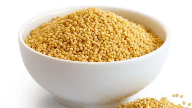 foxtail millet