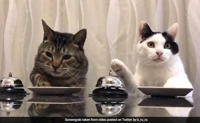 Daily Dose Of Aww: Watch These Cats Ring A Bell To Ask For Treats