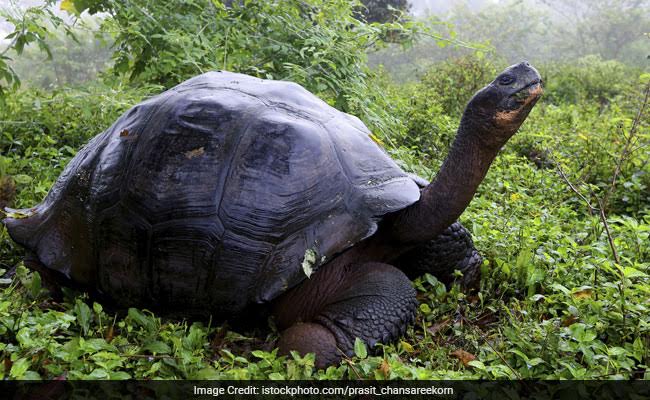Endangered Galapagos Tortoises Saved From Suspected Traffickers