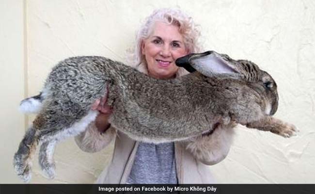 Giant Rabbit Dies After United Airlines Flight To America