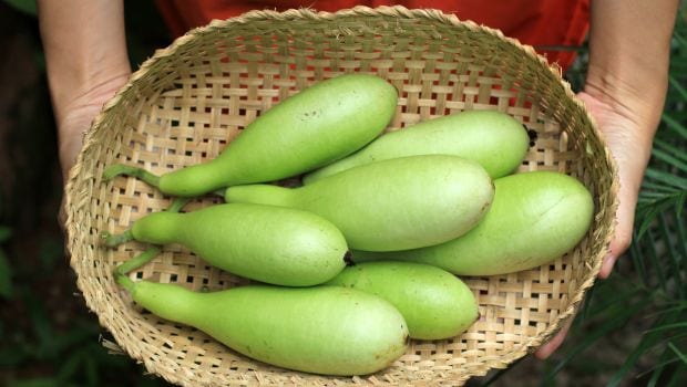 Indian Summer Gourds and What Makes Them Unique