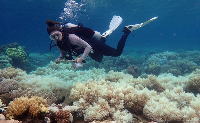 'Zero Recovery' For Corals In Back-To-Back Australia Bleaching