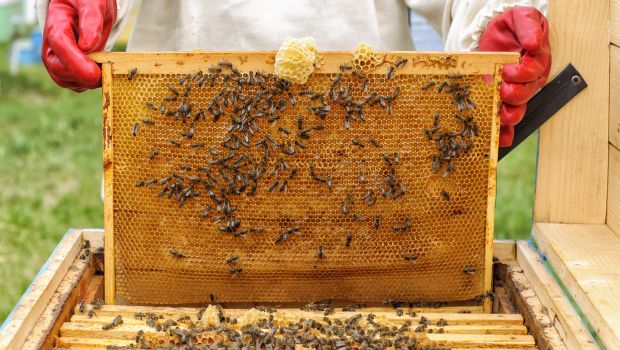 Can You Cook Honey?: The REAL reason behind why you should never cook honey