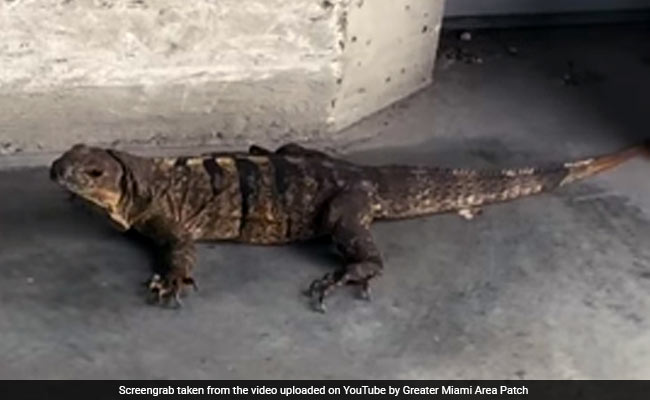 Watch: Foot-Long Iguana Surprises Shoppers In Florida