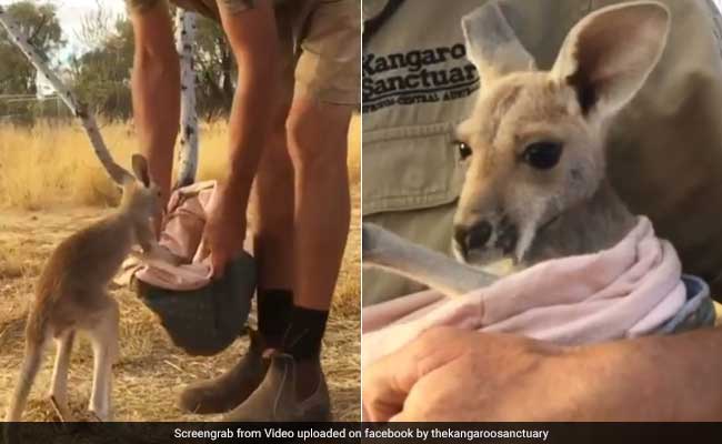 Video: Orphaned Baby Kangaroo Jumps Into New Cloth Pouch, Loves It