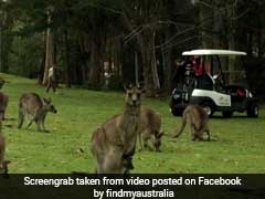 Only In Australia: Kangaroos Mob Golf Course, Share Space With Golfers