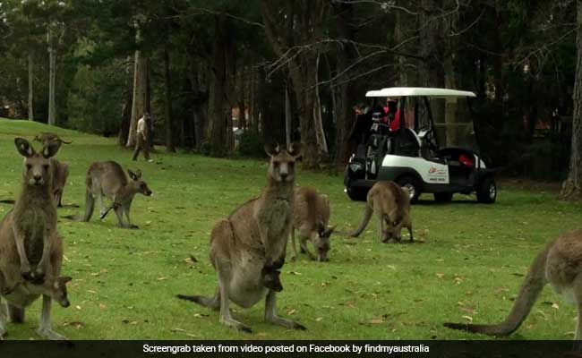 Only In Australia: Kangaroos Mob Golf Course, Share Space With Golfers