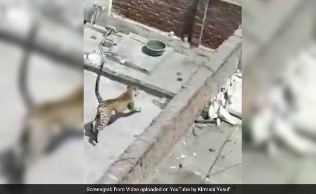 Caught On Camera: Leopard Strays Into Gurgaon Home, 3-Hour Chase