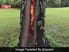 Tree Burns From Inside After Lightning Strikes. See Stunning Photo
