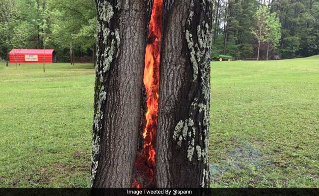 Tree Burns From Inside After Lightning Strikes See Stunning Photo 