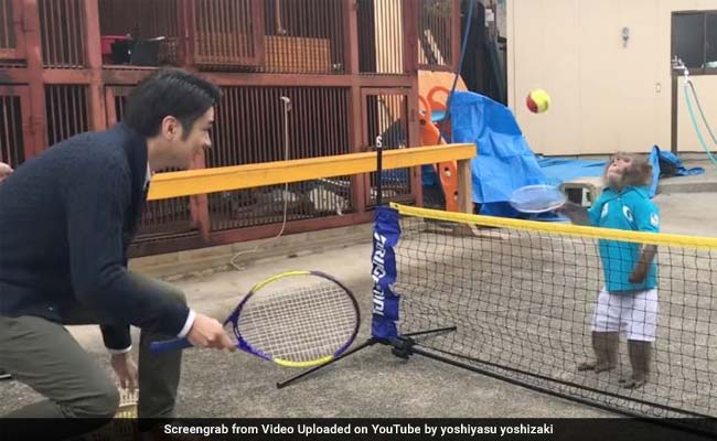 Watch Out Roger Federer! This Monkey Is A Tennis Star In Making