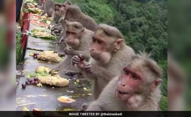 जानें, बंदरों के भोज की तस्वीर दिखाकर क्या समझाना चाह रही हैं किरण बेदी