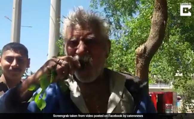Pakistani Man Eats Leaves For 25 Years, Never Falls Ill: Report