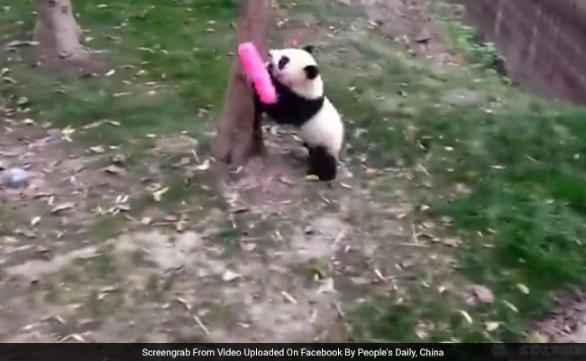 This Broom-Wielding Panda Is The Cutest Thing You'll See Today