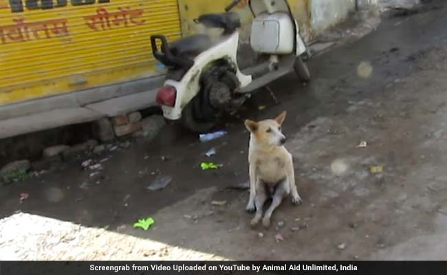 Paralysed Street Dog In Udaipur Walks Again. Video Will Warm Your Heart