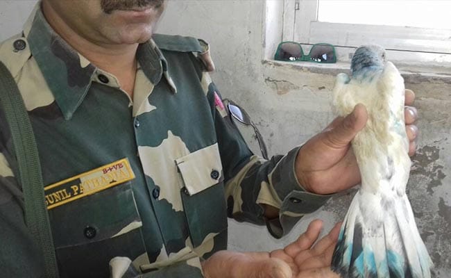 जैसलमेर में पाक से आया ट्रेंड कबूतर पकड़ा गया, पिछले साल पीएम के लिए धमकी लाया था एक कबूतर
