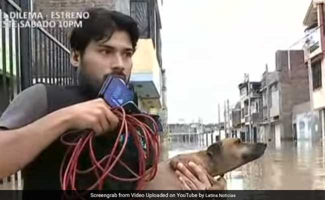 Watch: TV Reporter Interrupts Live Broadcast To Rescue Dog From Floods In Peru