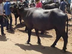 13 Online Comments Backed It, Say Sources Defending New Cattle Trade Ban