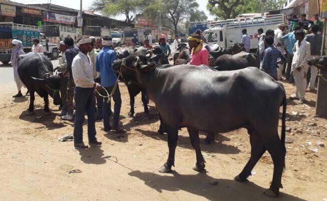 Rajasthan's Animal Markets Take A Hit Over <i>Gau Rakshak</i> Violence