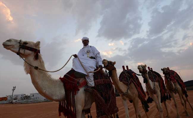 Beauty In The Beasts: In Saudi Arabia's 'Miss Camel' Pageant Dromadaries Compete For $31 Million In Prizes