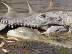 Endangered Sawfish No Match For Australian Crocodile